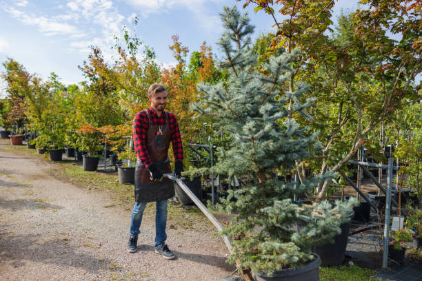 How Our Tree Care Process Works  in Mission Viejo, CA